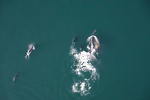 Морские биологи впервые засняли совместную охоту косаток и дельфинов