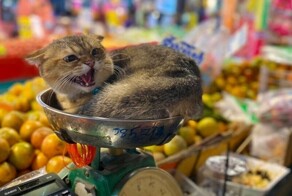 20 умилительных котеек, ухитрившихся оказаться там, где их не должно быть
