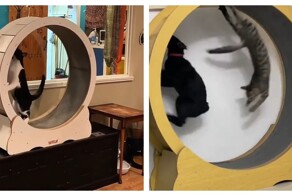 Сложные отношения кошек с беговым колесом