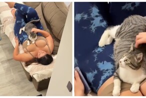 Кот и идеальное место для сна