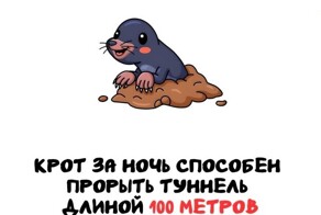 А вдруг ты не знал…