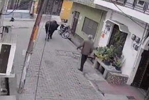 Дед напал на быка и был наказан