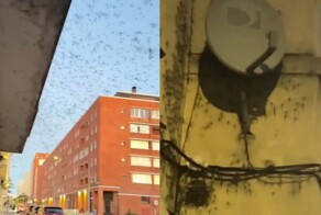 Нашествие стрекоз в Уругвае