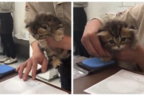 Японский котёнок отказался подписывать документы на "усыновление"