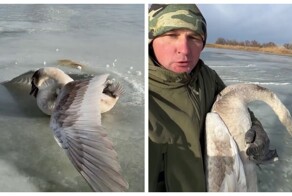 Мужчина спас вмерзшего в лёд лебедя и забрал его на зимовку