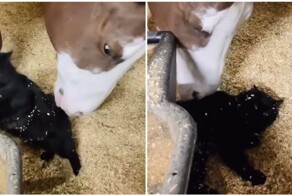 Лошадь делает массаж коту