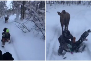 Дети играют в догонялки с лосихой