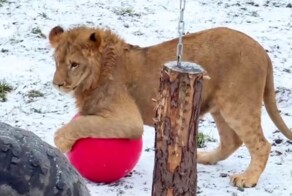 Львёнок играет с мячом