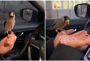 Женщина научила птицу приносить ей деньги