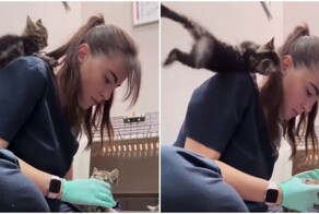 Неосторожный котёнок едва не упал на пол