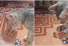 Таблетка помогла котёнку эволюционировать