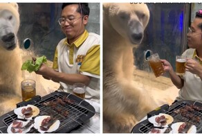 День рождения белого медведя