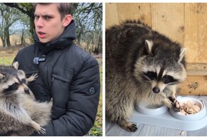 Может ли енот полюбить человека?