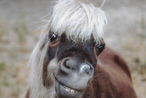 20+ скакунов, способных моментально преобразиться в забавных клоунов