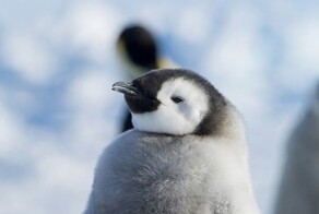Уровень спокойствия к которому стоит стремиться