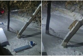 Пёс лазает по дереву не хуже кота