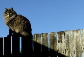 Мужчина принёс в суд кошачьи экскременты
