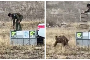Медведь попытался напасть на своего спасителя