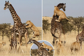 Жираф: 5 секретов гиганта