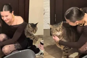 Огромная кошка, которую хочется обнимать