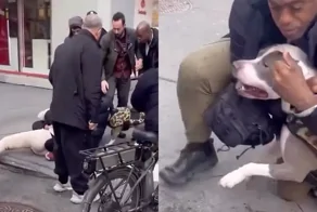 В Нью‑Йорке питбуль напал на малыша на улице