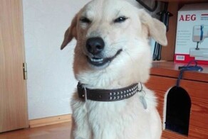 20 примеров, демонстрирующих гениальность наших питомцев в области мелких пакостей