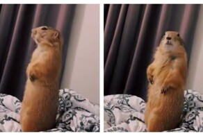 Из жизни луговых собачек