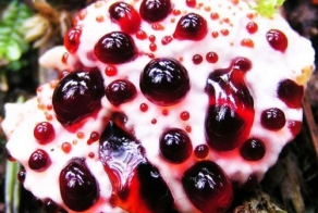 Что это такое? (12 фото)