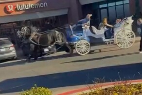 В Техасе произошла авария с участием конной кареты