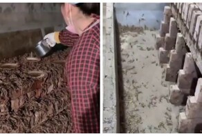 Ферма скорпионов: где добывают самое дорогое вещество животного происхождения