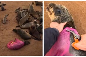 В Намибии спасли морского льва, застрявшего в рыболовной сети