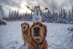 20+ очаровательных питомцев, которые проходят испытание сугробами и снеговиками