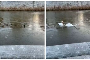 Отец-лебедь прокладывает путь через лёд для своей семьи