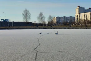 Примёрзшие… или просто ленивые?: водолазы спасли лебедей, которые «застряли» на льду