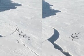 Пингвин в Антарктиде едва не уплыл в океан на отколовшейся льдине