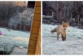Лиса в Татарстане зашла во двор частного дома