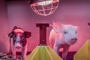 От свиньи к человеку: свиные почки скоро превзойдут человеческие в трансплантации органов