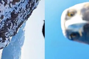 Орёл в полёте украл дрон во время съёмки и сделал селфи