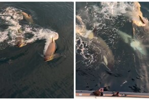 Охота косаток на пингвина попала на видео