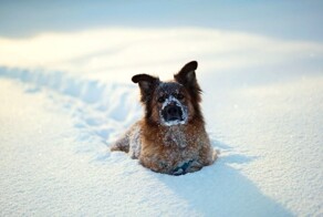 Собаки, которые обожают снег