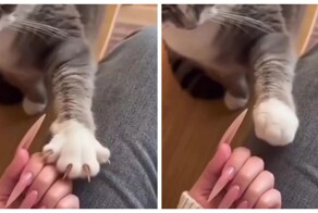 Кошка пытается научить хозяйку правильно прятать когти