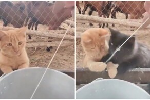 Коты пьют молоко из-под коровы