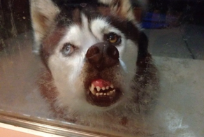 Топ психически нездоровых пород