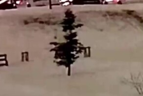 Мужчина сломал молодую ёлку во дворе и унес домой