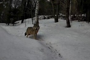 Волк испугался фотоловушки