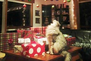 30 ярких примеров того, как домашние любимцы создают неоднозначный новогодний уют