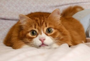 Из жизни рыжих котов