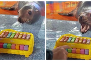 Смышлёный и харизматичный зверь