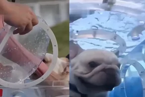 Дайвинг для домашних животных в Китае