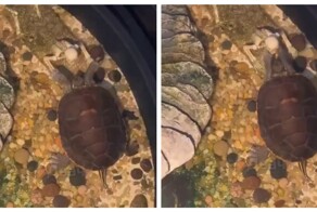 Черепаха флиртует с фигуркой